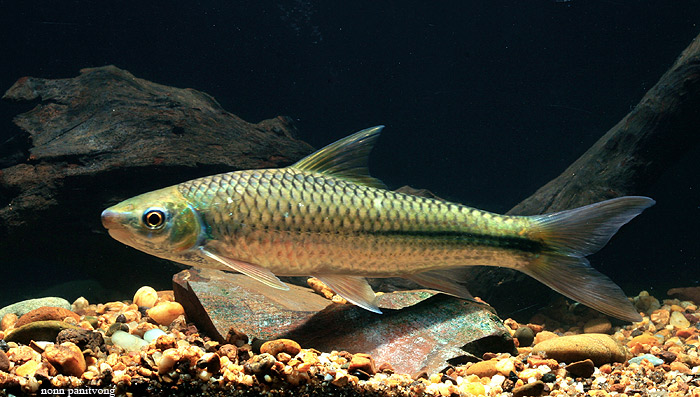 Specimen from Thailand.