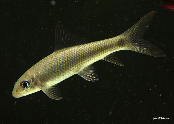 Juvenile specimen from Thailand.