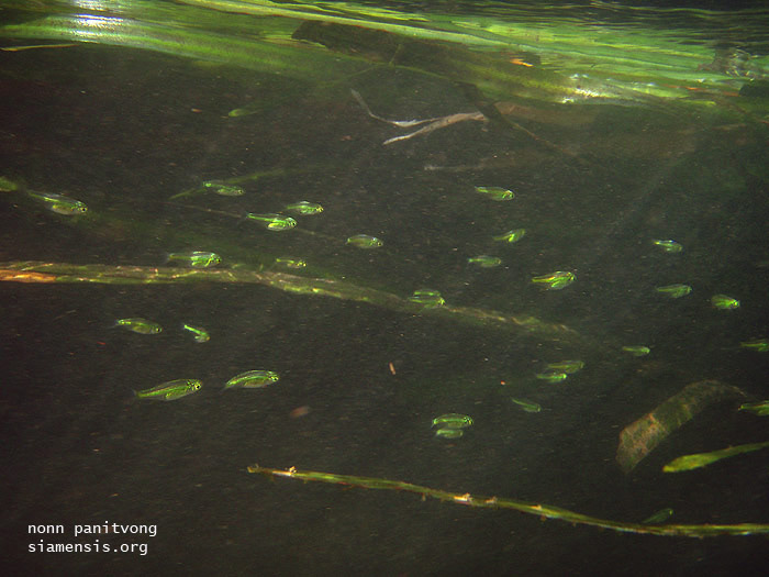 Another shot taken in the Songgaria River, Kanchanaburi province, Thailand.