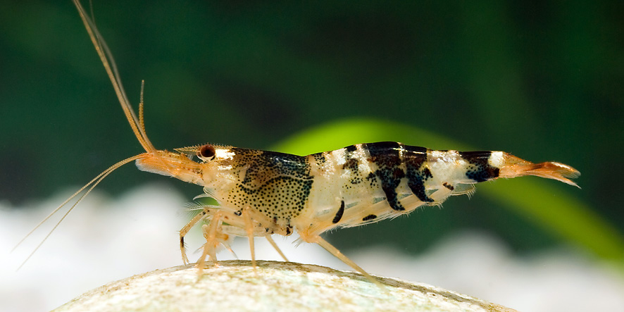Live specimen of C. logemanni from the type locality