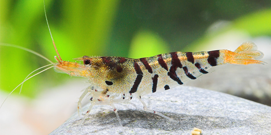 Live female of C. mariae collected in a swampy area near Conghua City, Guangdong province, China