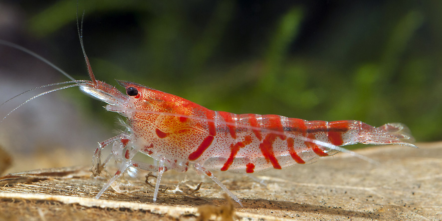 Red colour mutation occurring in an aquarium population of C. mariae originating from the swampy area near Conghua City