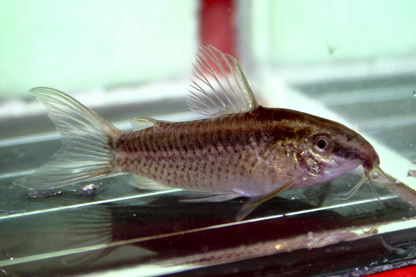 Specimen from the UK aquarium trade.