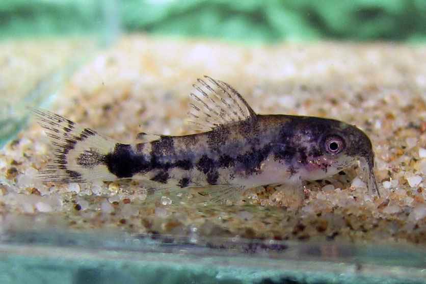 Aquarium-bred juvenile at approximately six weeks of age.