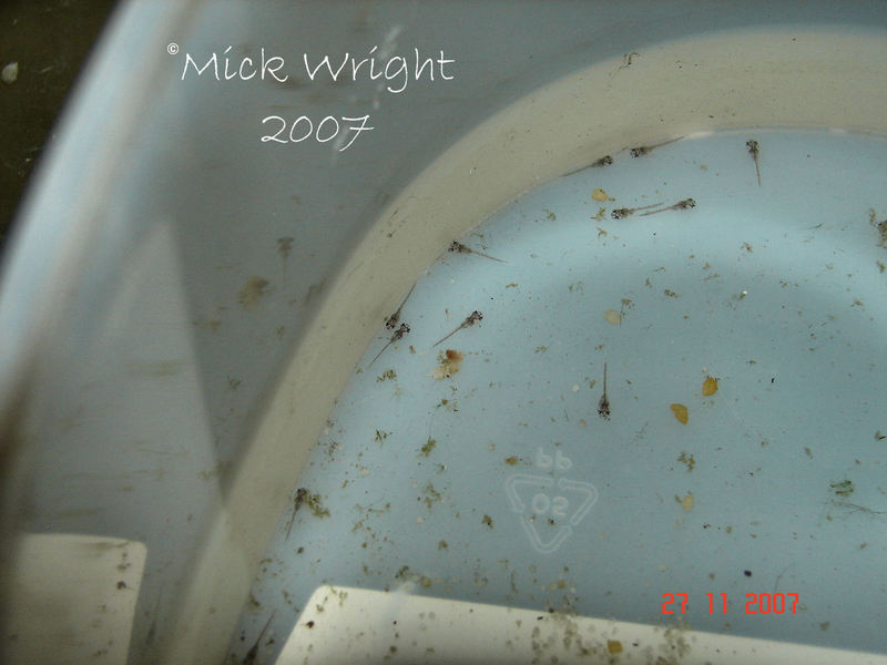 Aquarium-bred fry at two days of age.