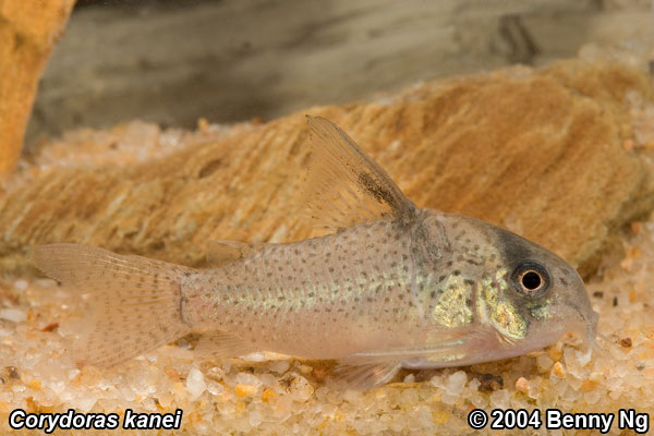 Specimen from the Singapore aquarium trade.
