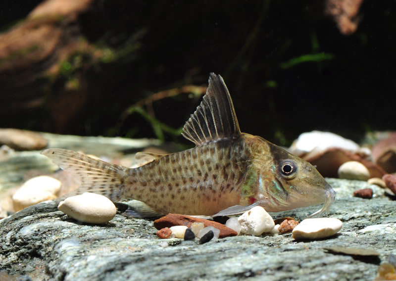 Specimen from the German aquarium trade.