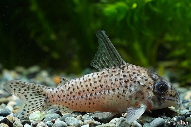 This species possesses dark markings in the anal and caudal fins, unlike the similar-looking C. atropersonatus in which these fins are clear.