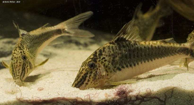 Two adult male individuals; note the thickened anterior pectoral-fin rays.