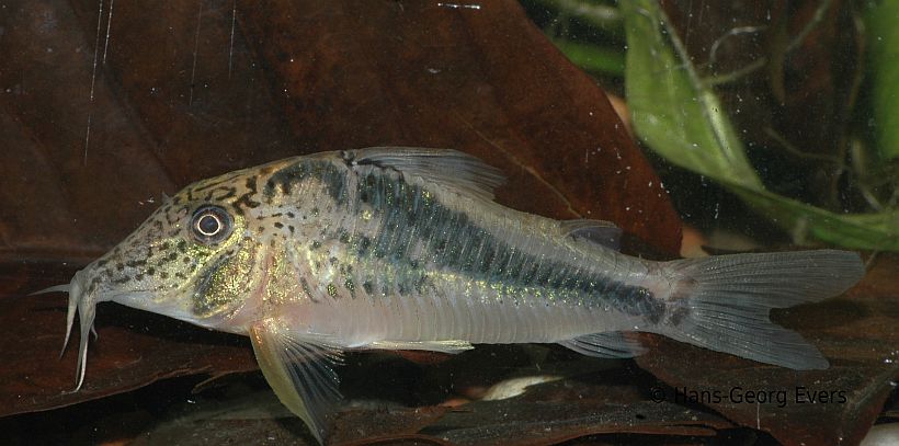 Specimen from the German aquarium trade imported as C. fowleri 'black Peru'.