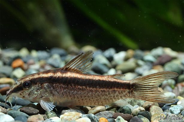 Newly-imported individual with slightly-damaged fins.