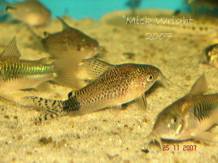 Specimen from the UK aquarium trade.