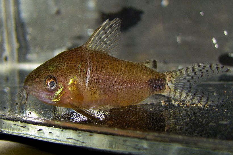 Adult female.