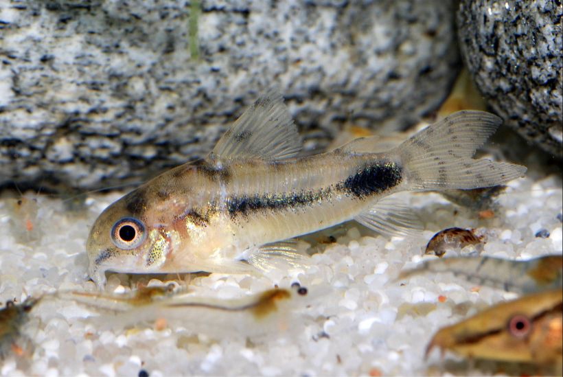 Individual with somewhat reduced dark body markings.