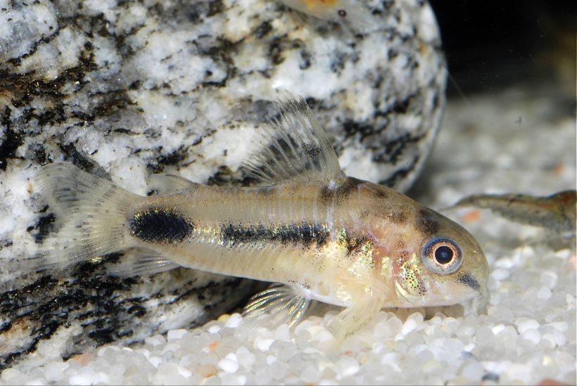 Specimen from the Swiss aquarium trade.