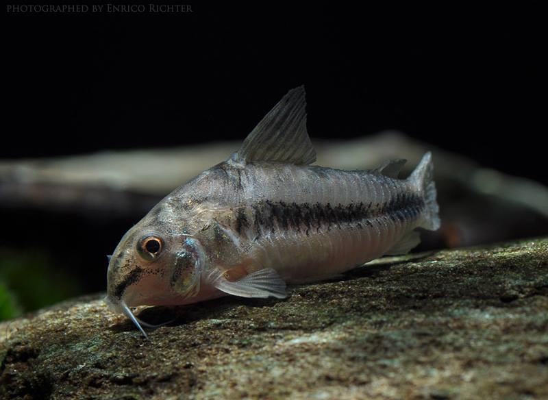 Specimen imported to Germany from Colombia.