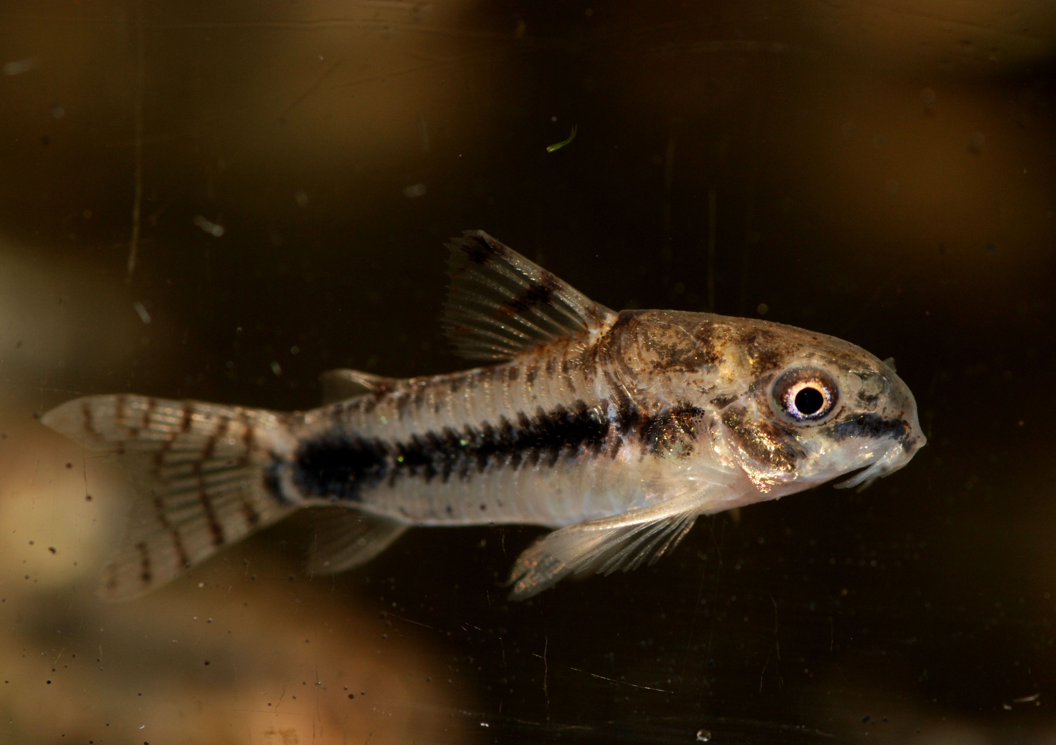 Specimen from the U.S. aquarium trade.