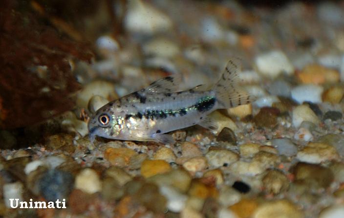 Individual with numerous small dark markings on the body.