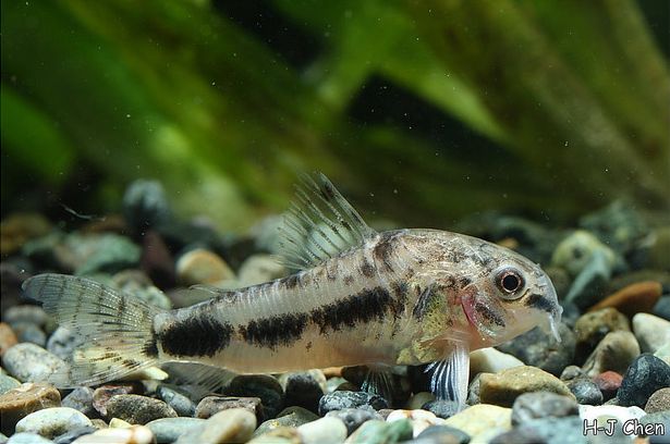 Specimen with three dark markings on the body.