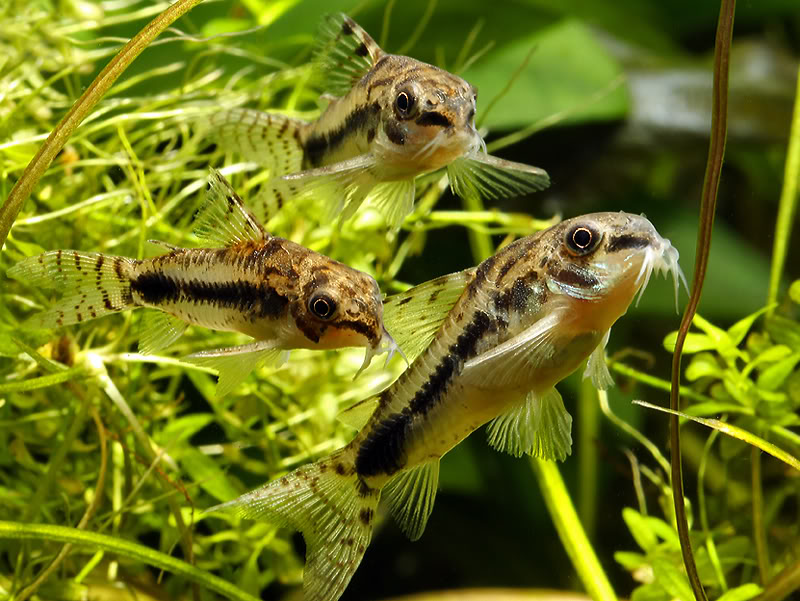 Two males (left) pursue a larger gravid female (right).