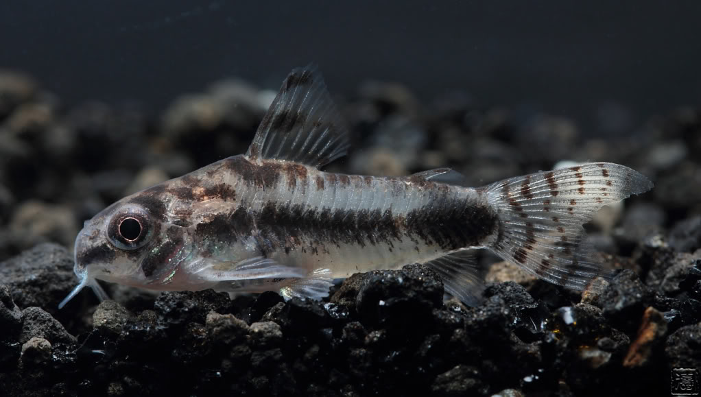 Specimen from the U.S. aquarium trade.