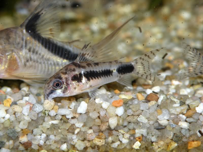 This species tends to spend more time close to the substrate than some other small Corydoras species.