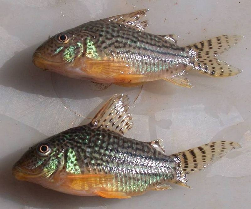 Specimens collected from the rio Guaporé at Vila Bela da Santíssima Trindade, Mato Grosso state, Brazil. Male (top) and female (bottom, with damaged caudal-fin).