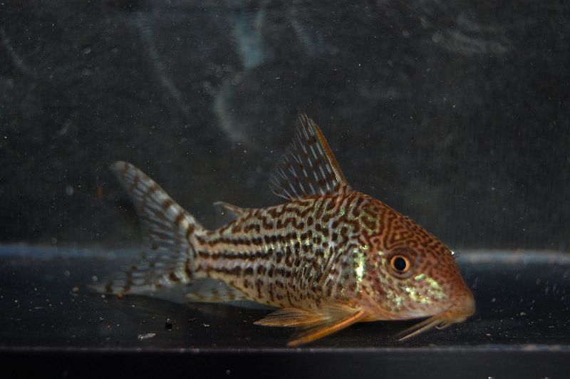 Specimen from the UK aquarium trade.