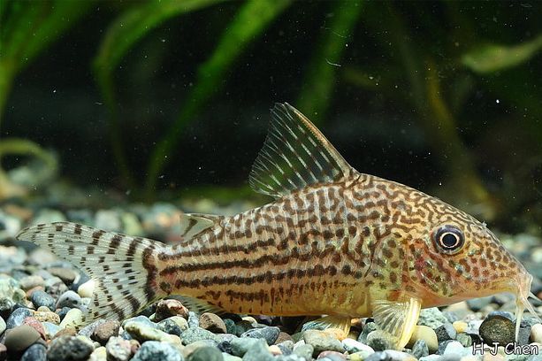 In C. haraldschultzi the colour pattern on the head and predorsal area is comprised of dark markings on a light background.
