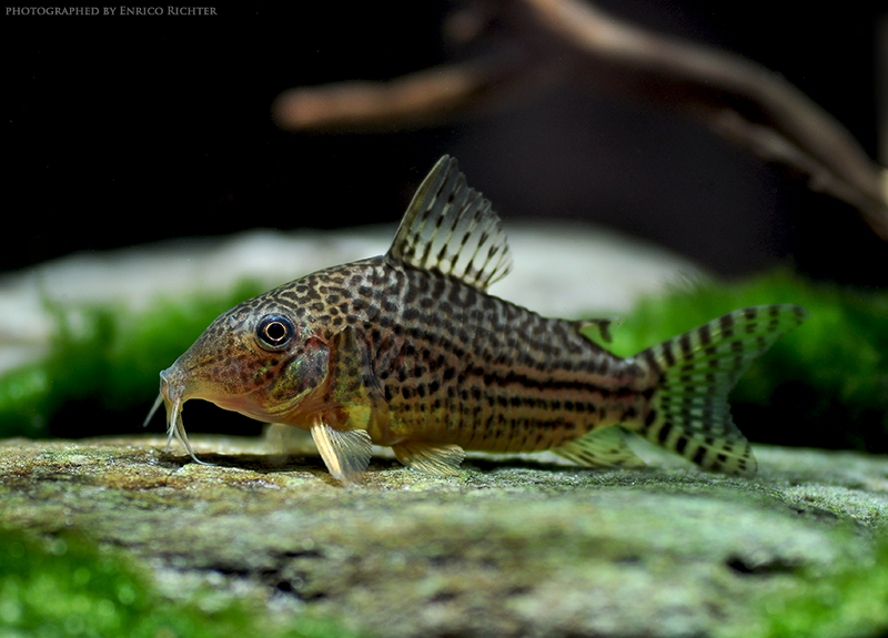 Specimen from the German aquarium trade.
