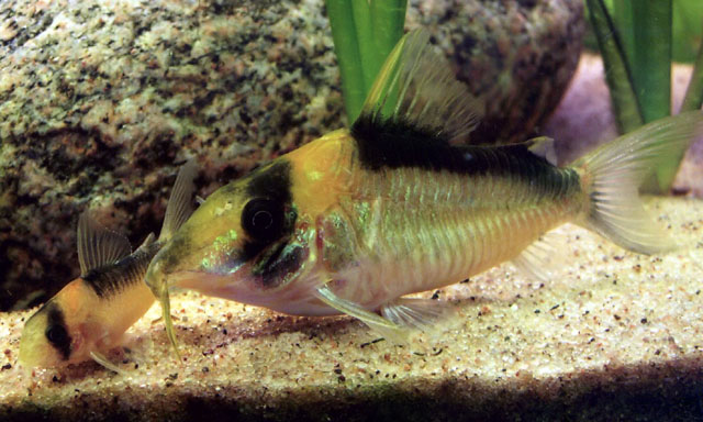 Adult female and aquarium-raised juvenile.
