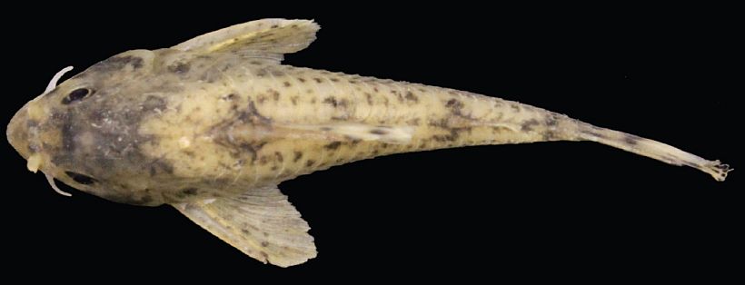 Holotype; dorsal view.