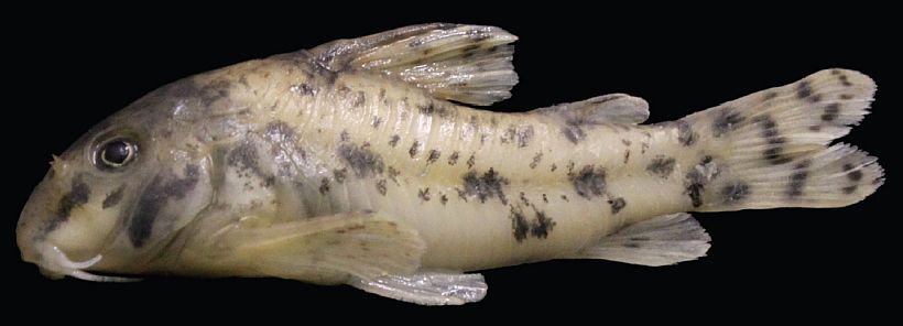 Holotype, MNRJ 40725, 31.8 mm SL, Brazil, Paraná, Cândido Abreu, rio Maria Flora, tributary to rio Ubazinho, rio Ivaí basin. Lateral view.
