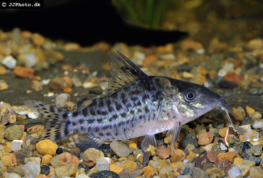 Individual of the form referred to as 'C009' in the aquarium hobby.