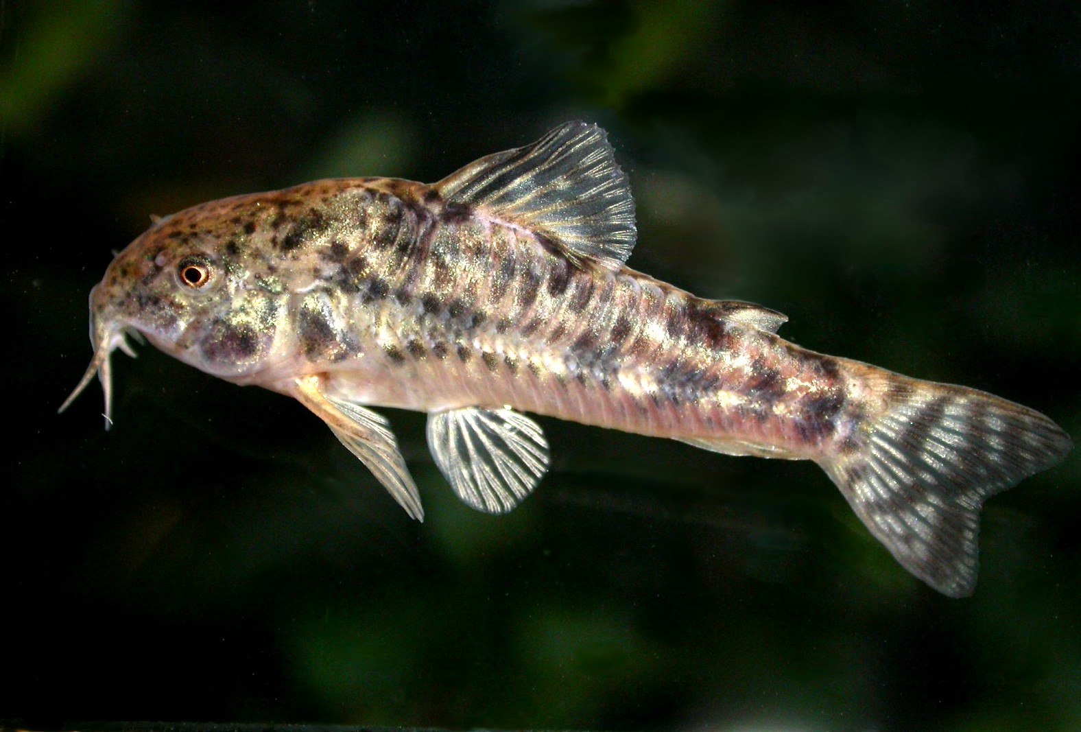 MACN 9233, live holotype, 36.0 mm SL.