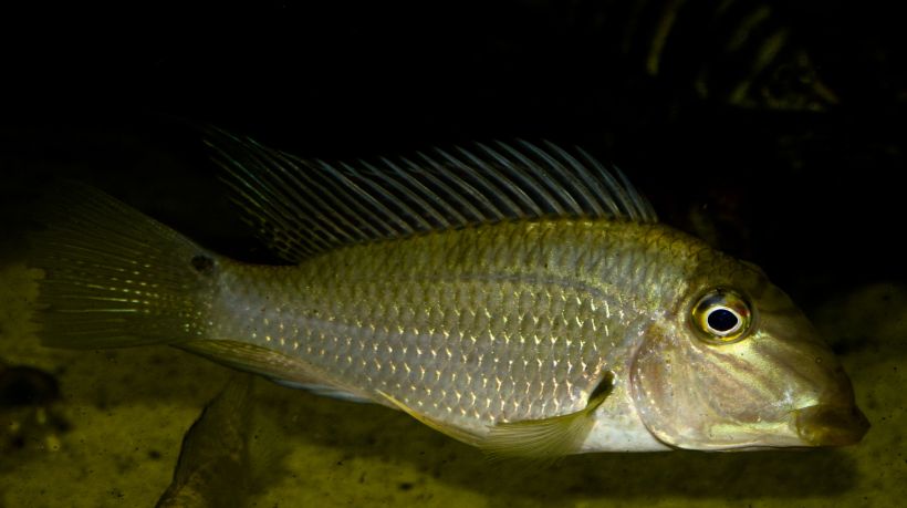 Adult individual from the U.S. aquarium trade.
