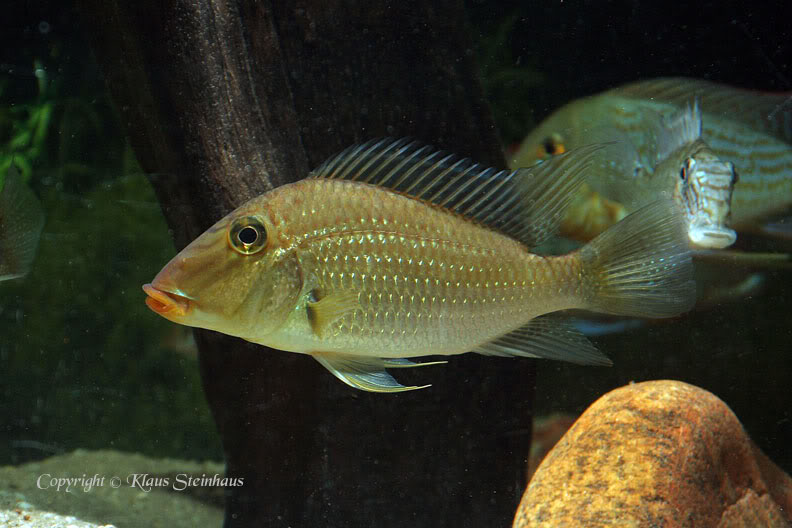 Putative adult female specimen from the U.S. aquarium trade. Appears to be of the orange-lipped Río Madre de Dios population (see 'Notes).