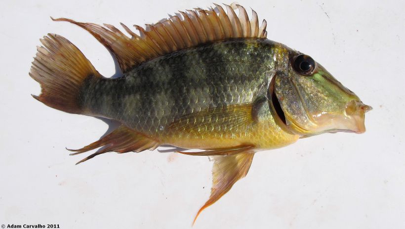 Adult female from the lower rio Tocantins.