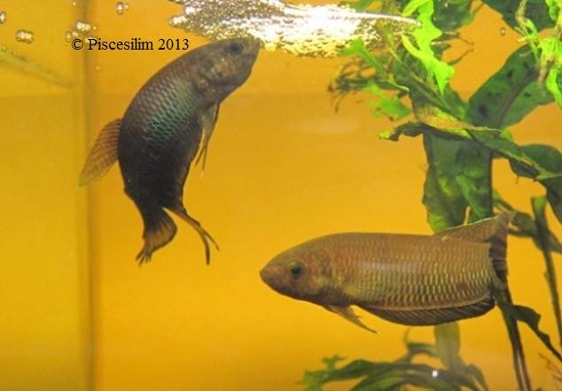 Nuptial pair beneath their bubble nest.