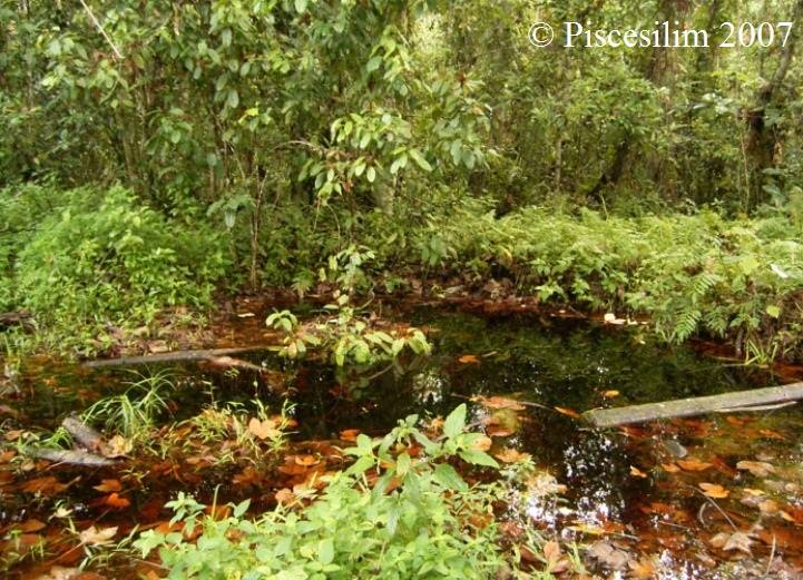 Habitat in the North Selangor peat swamp.