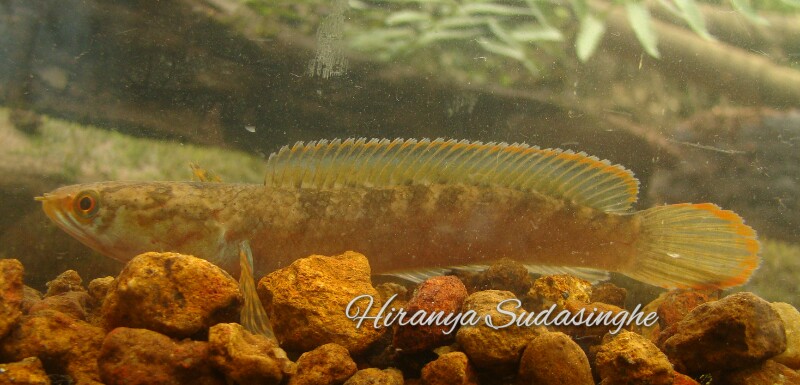 Freshly-collected wild individual from the habitat in the previous image.