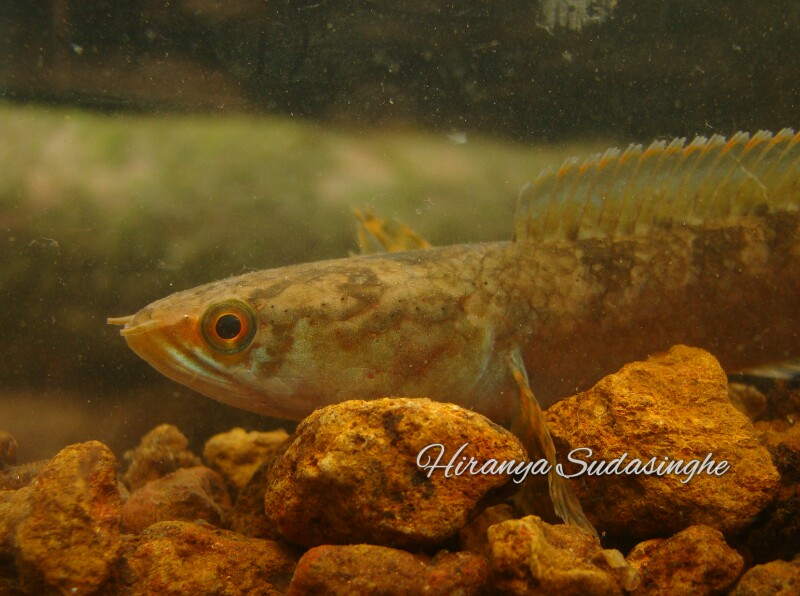 Head detail; wild specimen.