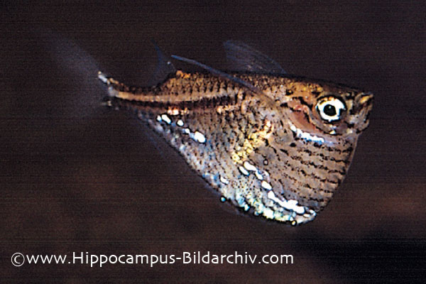 Specimen from the German aquarium trade.