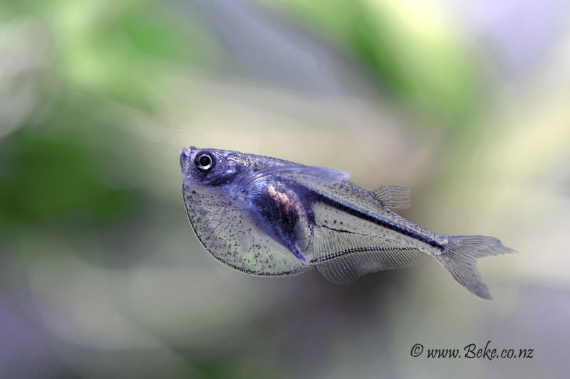 This specimen has a slightly damaged upper caudal-fin lobe.