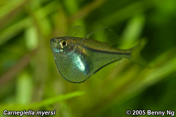 Specimen from the Singapore aquarium trade.
