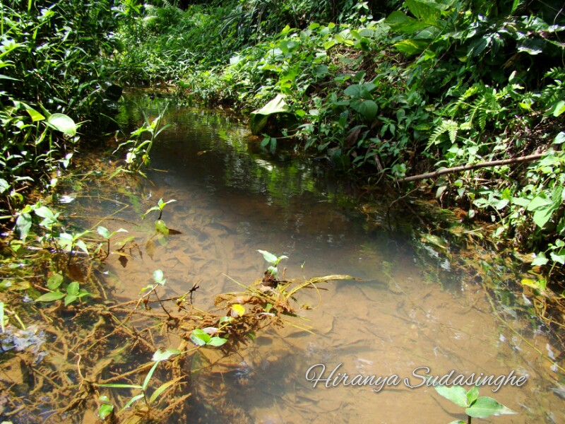 Habitat of C. orientalis in the Kelani River basin, western Sri Lanka.