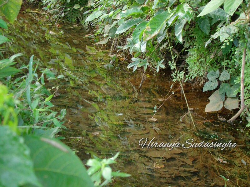 Habitat of the species in the Kelani river basin.