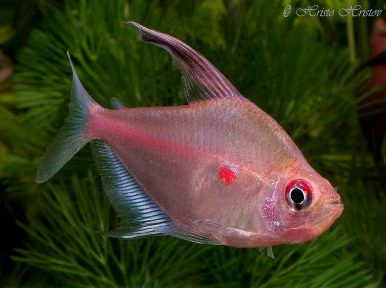 Dentition is well-developed, as can be seen in this male specimen.