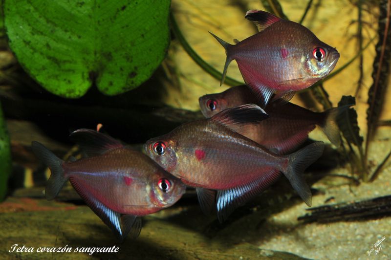 Nuptial adult males (the three lower fish) compete for attention of a female (upper).