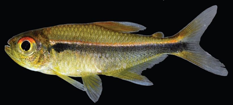 Live paratype, AUM 51350, of H. eschwartzae; 32.4mm SL.